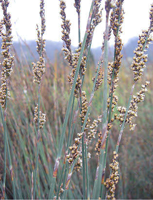 Rhodocoma arida - Restio / Ornamental Grass - Indigenous grass - 10 Seeds