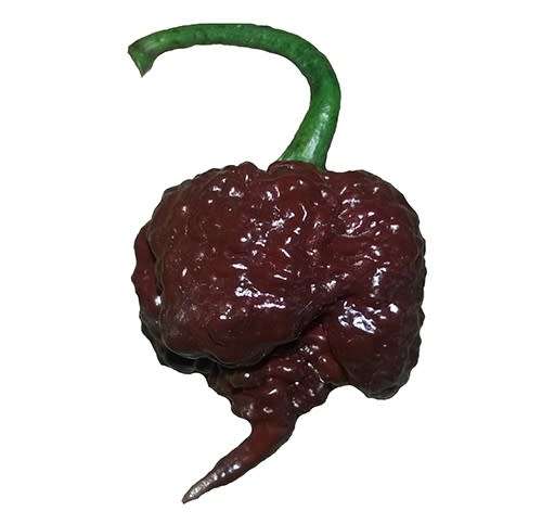 Chocolate Carolina Reaper - Capsicum chinense - Extreme Chilli Pepper - 5 Seeds