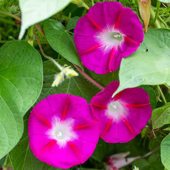 Morning Glory Crimson Rambler - Ipomoea hirsutula - Annual Flower - 5 Seeds