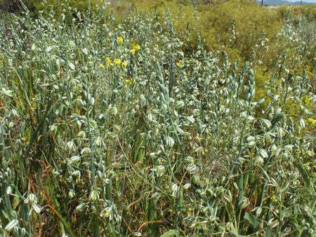 Albuca Canadensis - Indigenous South African Bulb - 10 Seeds