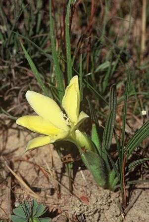 Babiana Vanzyliae - Indigenous South African Bulb - 10 Seeds