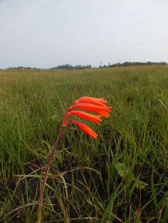 Cyrtanthus brachyscyphus - Indigenous South African Bulb - 10 Seeds