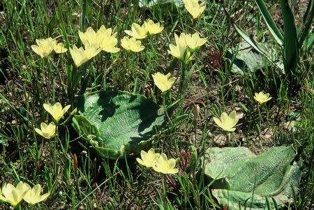 Geissorhiza imbricata - Indigenous South African Bulb - 10 Seeds