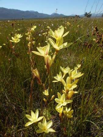 Geissorhiza louisabolusiae - Indigenous South African Bulb - 10 Seeds