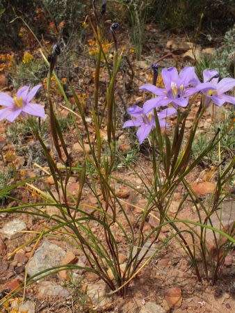 Moraea polyanthos - Indigenous South African Bulb - 10 Seeds