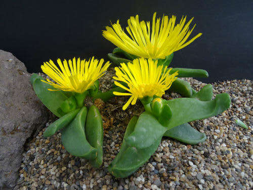 Glottiphyllum depressum - Indigenous South African Bulb - 10 Seeds