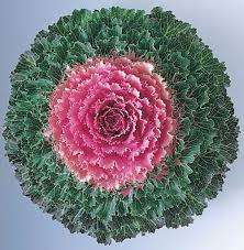 Kale Songbird Pink - Stunning ornamental feature kale plant. - 10 seeds