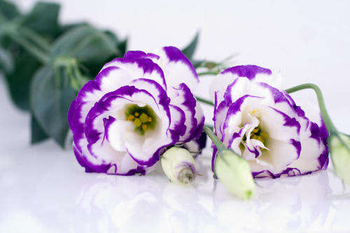 Lisianthus Pot F1 Flower Seeds - Carmen Blue Rim - Feature flowers particularly suited to potting...