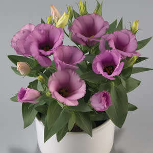 Lisianthus Pot F1 Flower Seeds - Carmen Lilac - Feature flowers particularly suited to potting - ...