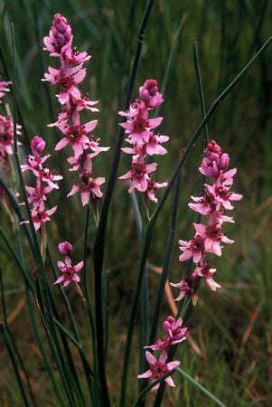 Onixotis / Wurmbea Stricta - Indigenous South African Bulb - 10 Seeds