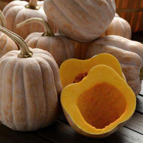 Autumn Frost Squash - Heirloom Vegetable - 5 Seeds