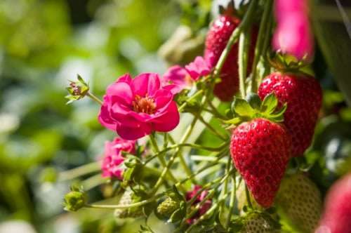 Strawberry F1 Summer Breeze Cherry Red - Fragaria - Easy to Grow Container Strawberry Fruit - 5 S...