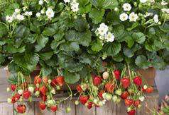 Strawberry F1 Summer Breeze Snow White - Fragaria - Easy to Grow Container Strawberry Fruit - 5 S...