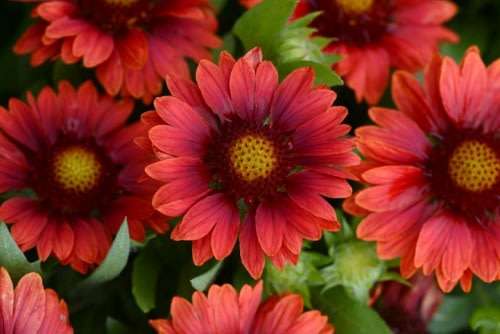 Gaillardia Mesa Red - Perennial Flower - 5 Seeds