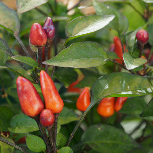 Malaysian Explosive Ember  - Chilli Pepper - Capsicum annuum - 5 Seeds