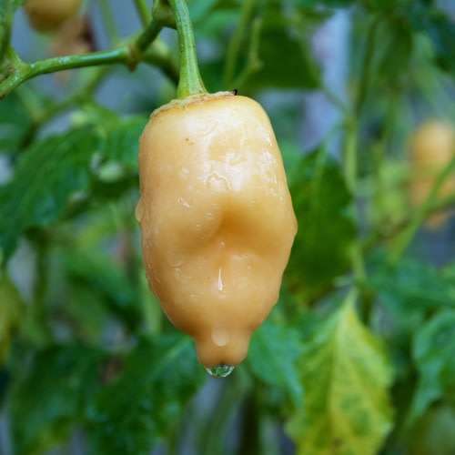 Aji Fantasy Peach  - Chilli Pepper - Capsicum baccatum - 5 Seeds