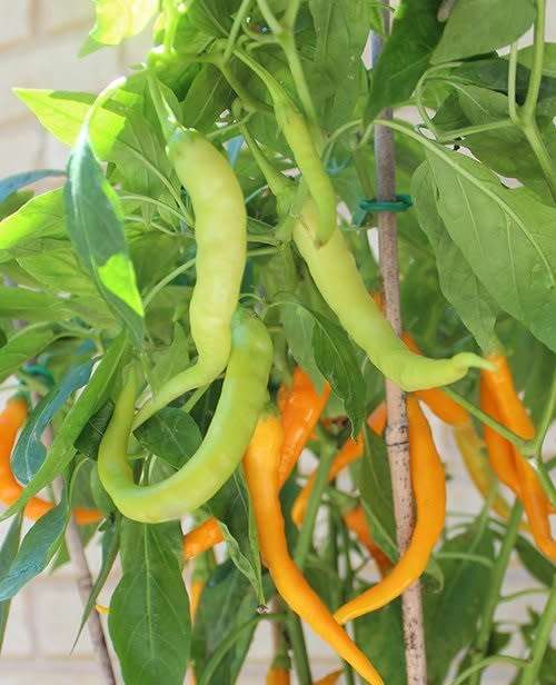 Hangjiao Solar Flare Space 3  - Chilli Pepper - Capsicum annuum - 5 Seeds