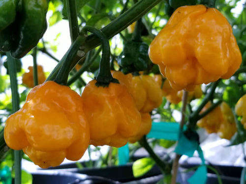 M O A Scotch Bonnet  - Chilli Pepper - Capsicum chinense - 5 Seeds