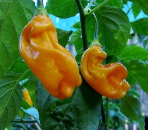 Chilli Goronong Chilli Pepper - Capsicum chinense - 5 Seeds