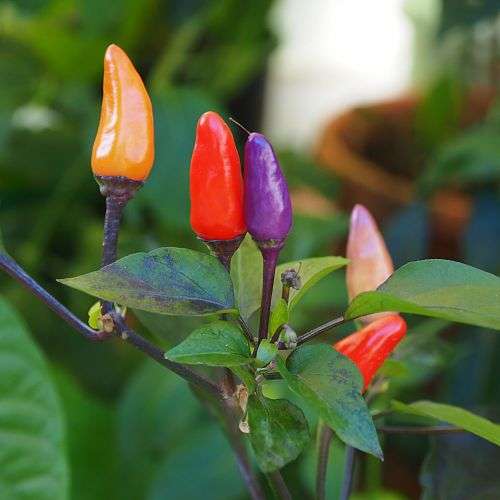 Blue Christmas Chilli Pepper - Capsicum annuum - 5 Seeds
