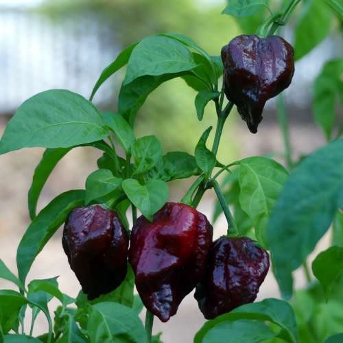Trinidad Scorpion Chocolate Chilli Pepper - Capsicum chinense - 5 Seeds