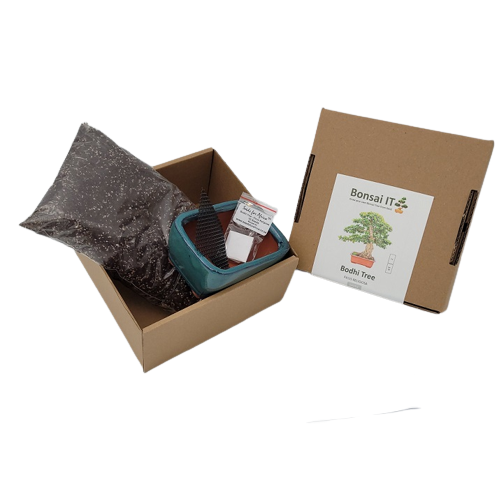 Bonsai IT - Bodhi Tree - Ficus religiosa - Kit 2