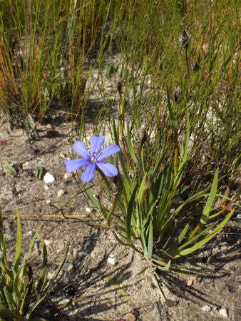 Aristea Africana - Indigenous South African Bulb - 10 Seeds