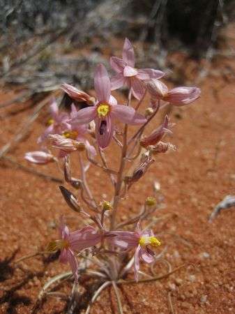 Cyanella Hyacinthoides - Indigenous South African Bulb - 10 Seeds