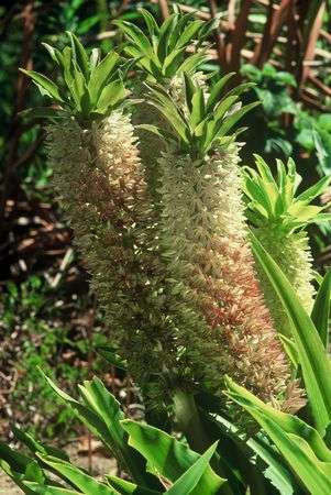 Eucomis Comosa - Indigenous South African Bulb - 10 Seeds