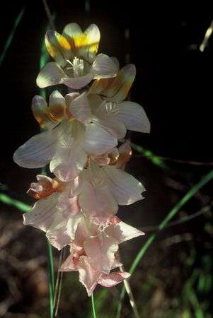 Freesia Fucata - Indigenous South African Bulb - 10 Seeds