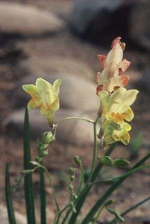 Freesia Refracta - Indigenous South African Bulb - 10 Seeds