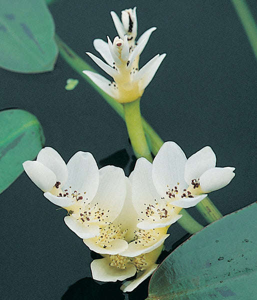 Waterblommetjies  5 bulbs p/pack (bulbs not seeds)