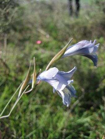 Gladiolus Gracilis - Indigenous South African Bulb - 10 Seeds