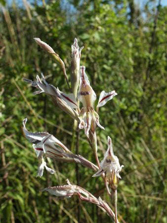 Gladiolus Permeabilis - Indigenous South African Bulb - 10 Seeds