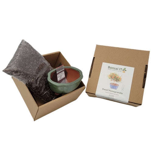 Bonsai IT - Dwarf Pomegranate - Punica granatum nana - Kit 7