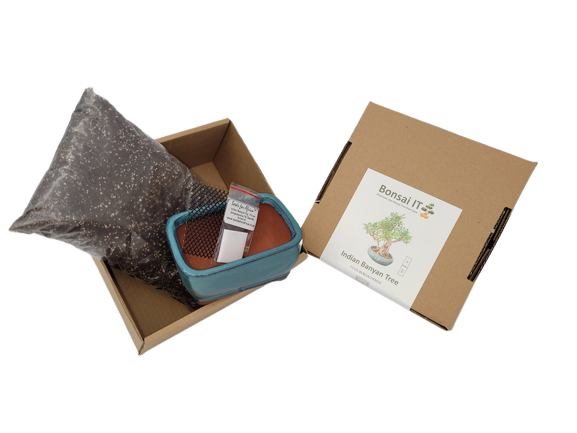Bonsai IT - Indian Banyan Tree - Ficus bengalhensis - Kit 8