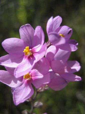 Ixia Micranda - Indigenous South African Bulb - 10 Seeds