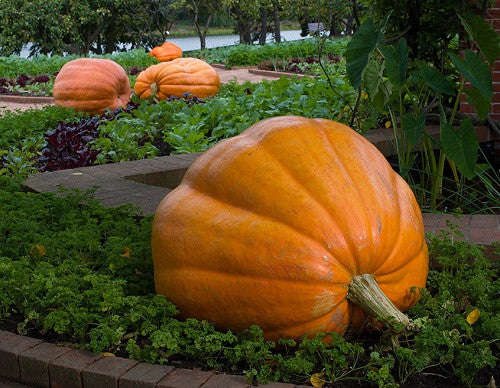 Atlantic Giant Pumpkin - Cucurbita Maxima - 5 Seeds - Grows up to 500kgs!!!