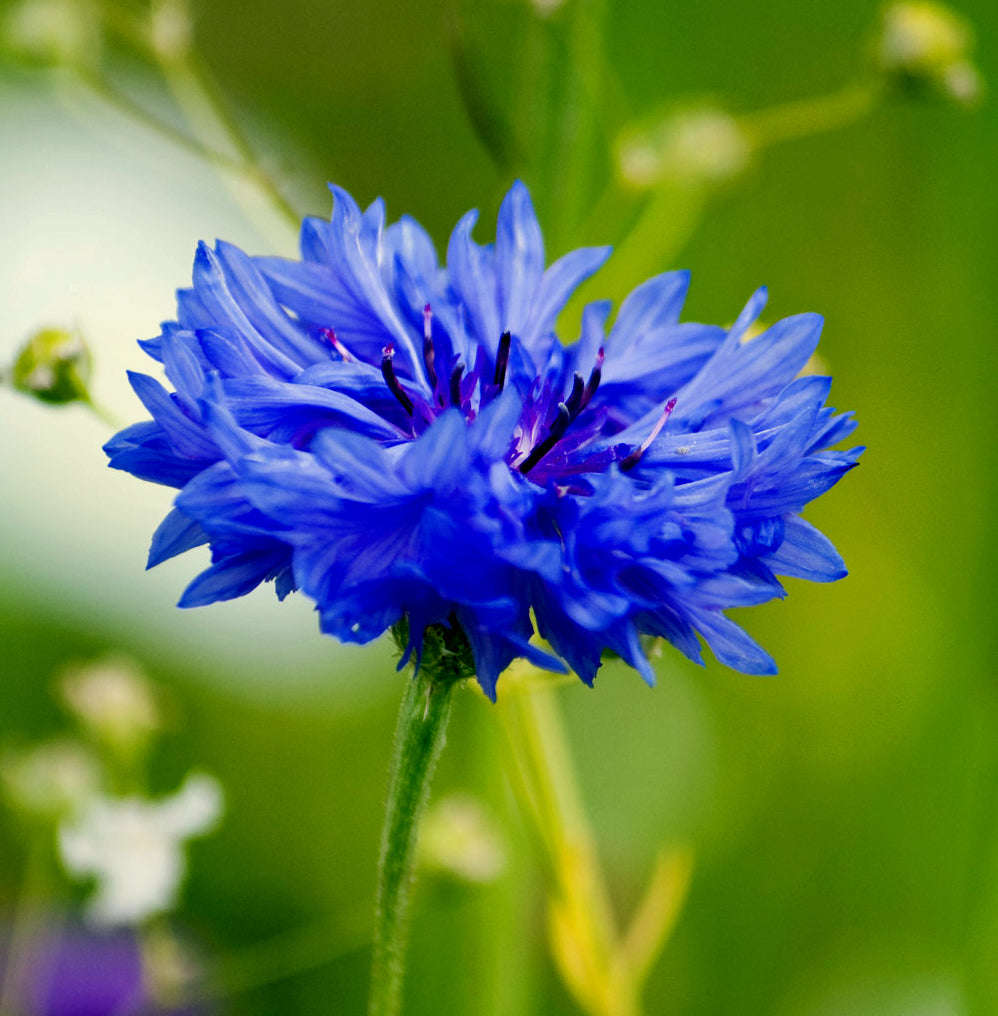 Cornflower Blue Boy / Bachelor Buttons - Bulk Flower Seeds - 20 grams