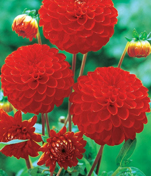 Dahlia Flower Bulbs - Pompon - Bell Boy - 2 Bulbs (Not Seeds)