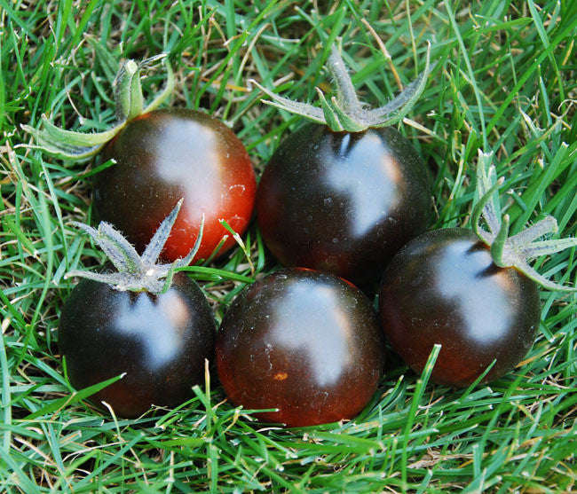 Blue Streak Tomato Heirloom Vegetable - Lycopersicon Esculentum - 10 Seeds - ORGANIC