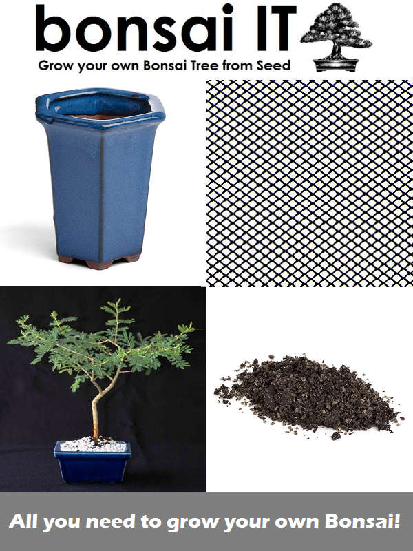 Umbrella Thorn Tree - bonsai-IT - Everything you need to grow your own bonsai