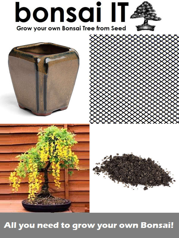 Goldenrain Tree - bonsai-IT - Everything you need to grow your... - Goldenrain Tree Dark Mustard Pot