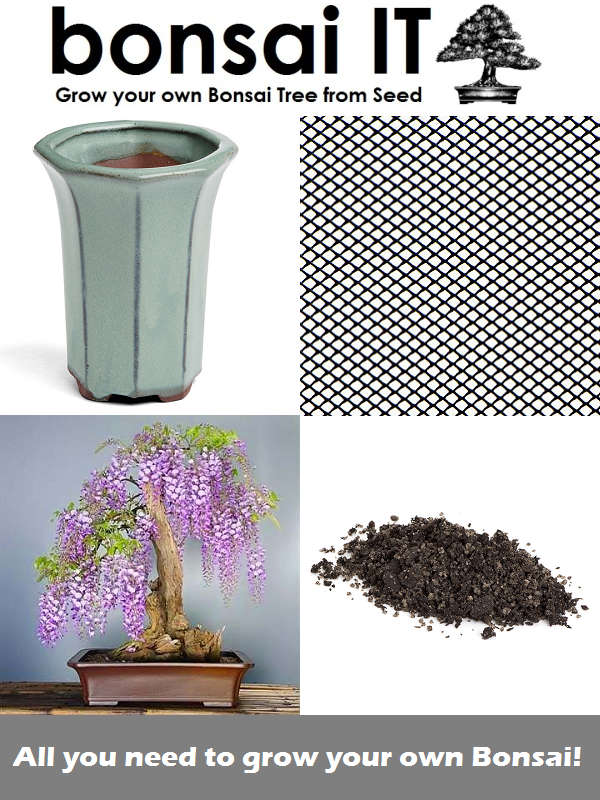 Tree Wisteria - bonsai-IT - Everything you need to grow your own ... - Tree Wisteria Light Green Pot