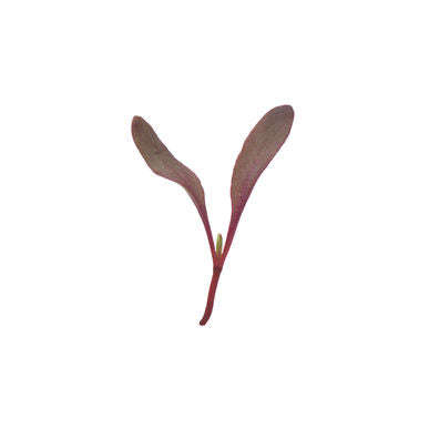 Bulls Blood Beetroot - Sprouting / Microgreen Seeds - 100 Grams