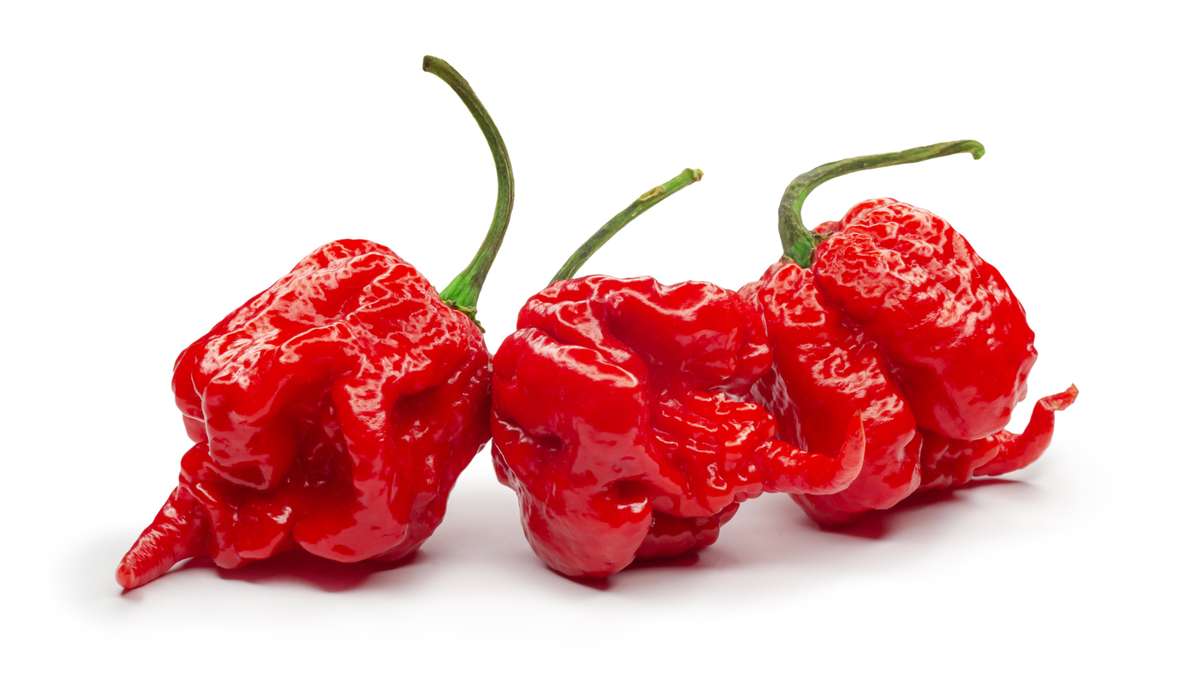 Carolina Reaper Pepper - Capsicum Chinense - The worlds HOTTEST Chilli Pepper - Seeds - 5 Seeds