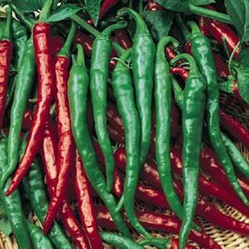 Long Slim Cayenne Chilli Pepper - Bulk Vegetable Seeds - 20 grams