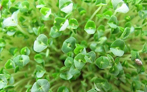 Chia - Sprouting / Microgreen Seeds - 100 gram