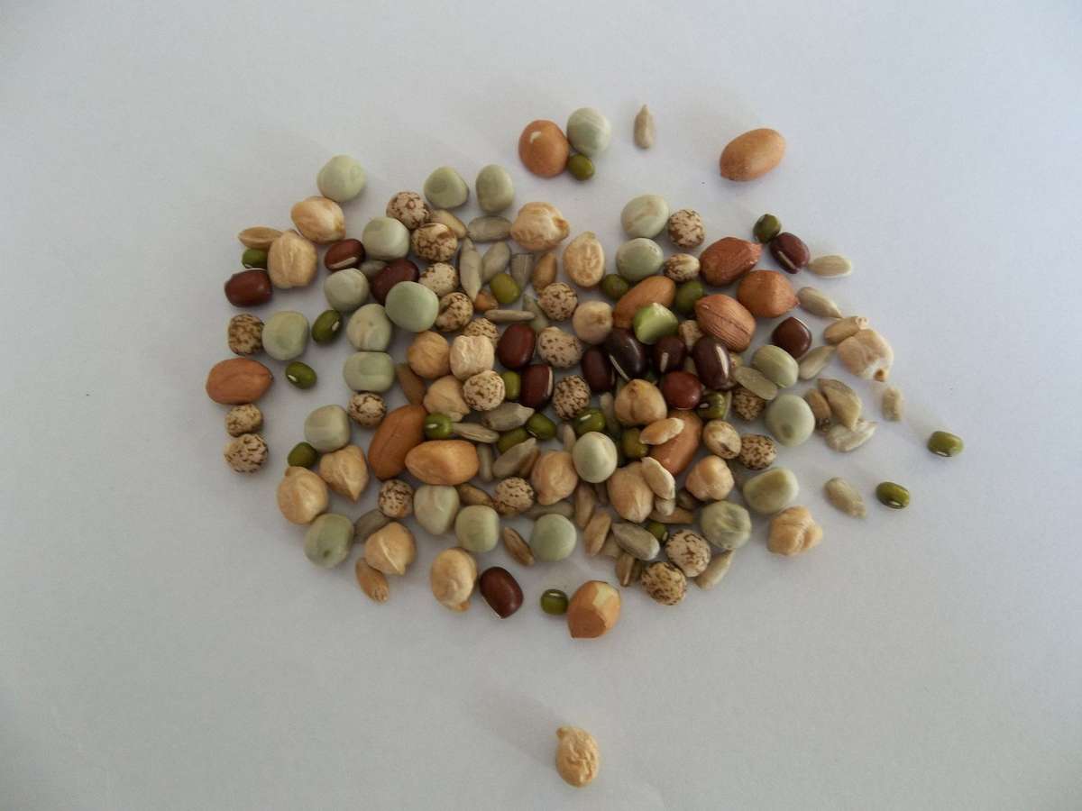 Chunky Salad Mix - Sprouting Seeds - 100 gram