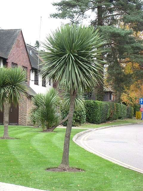 Cabbage Palm - New Zealand Cabbage Tree -Cordyline australis - Exotic Tree - 20 Seeds